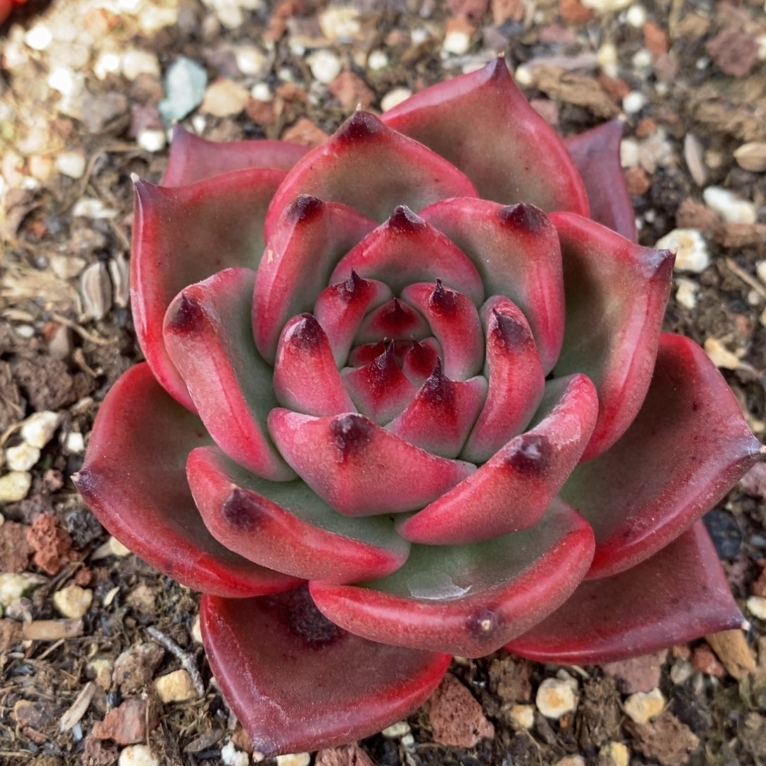 无花朵266 号东云系多肉植物