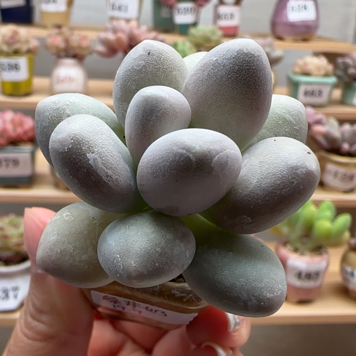 490象牙奶满38包邮（除新疆 西藏 内蒙） 