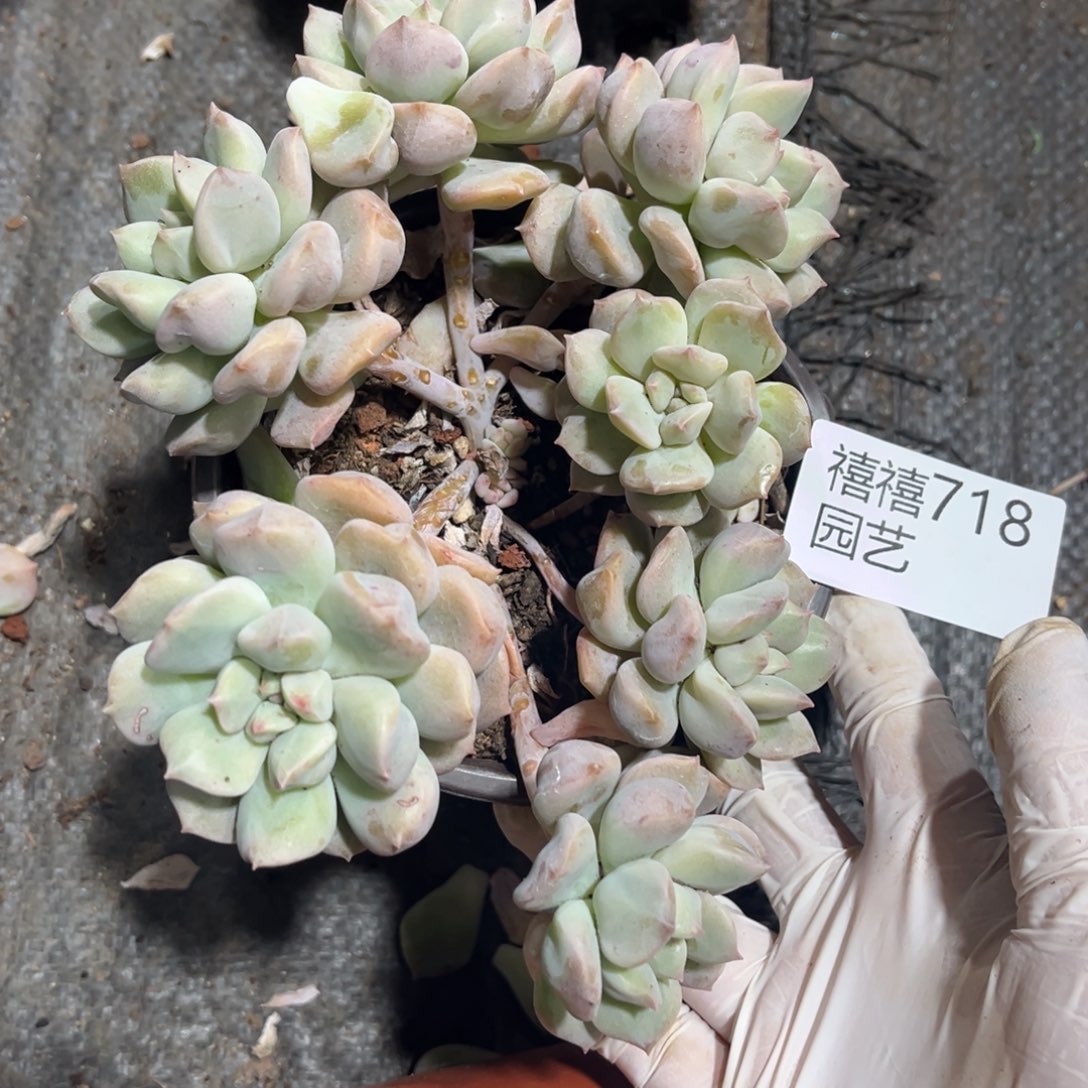 &***&718超奶多肉植物……