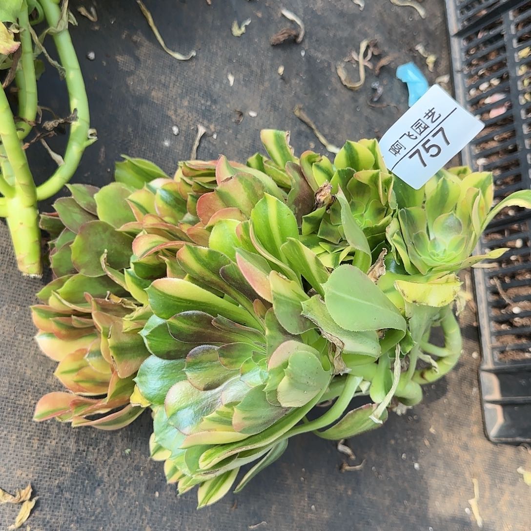 ?****757多肉 邵羞七彩法师