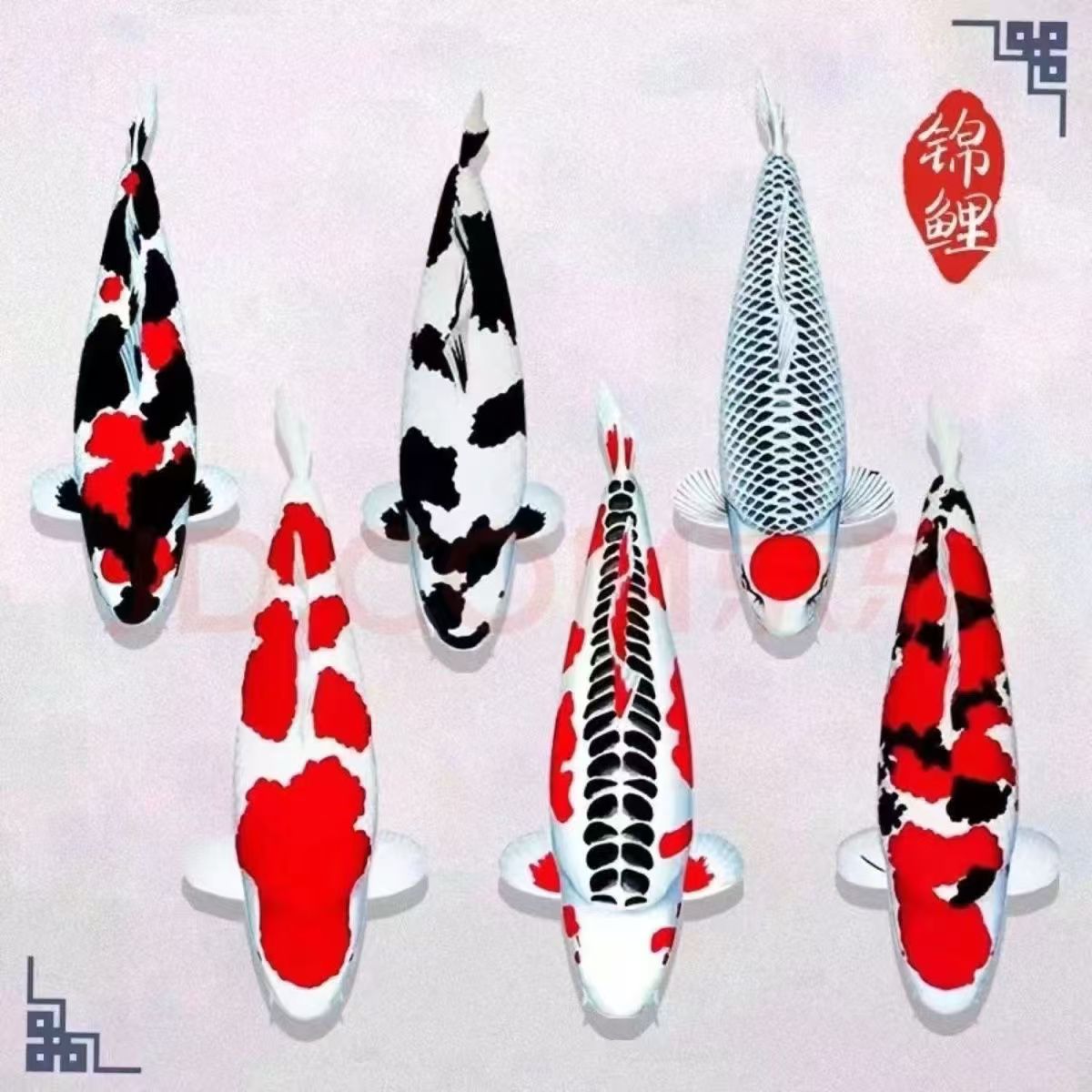 1-100号宠物观赏鱼包邮包活淡水鱼苗耐活好养鱼