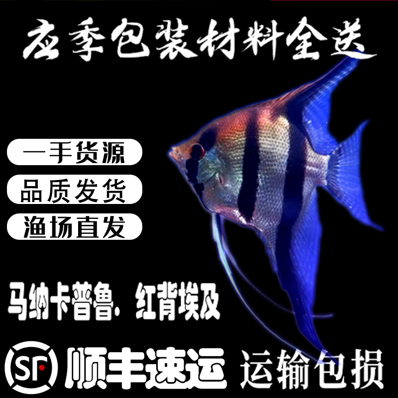 喷点秘鲁马纳卡普鲁红背埃及神仙鱼人工鱼热带鱼观赏鱼活体鱼淡水
