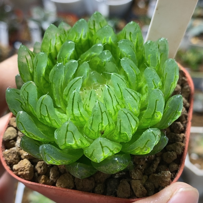 【闪购商品】175樱变女神