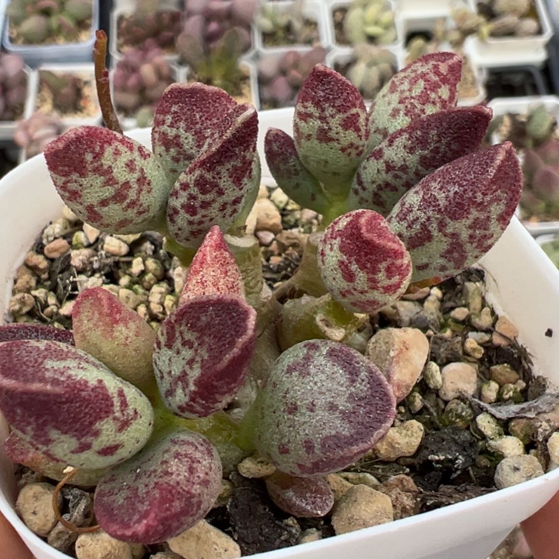 艾薇多头纯木质桩多肉