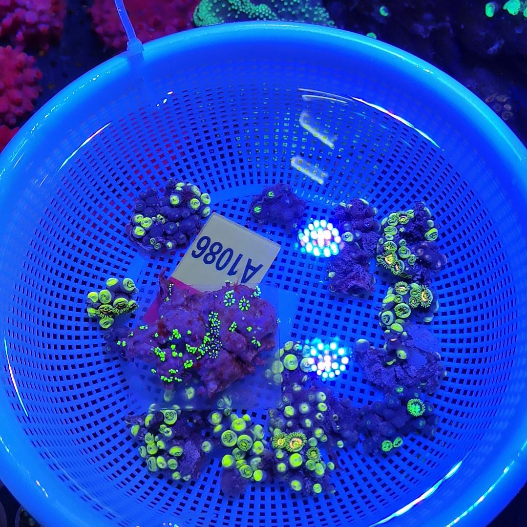 地毯海葵1086套餐