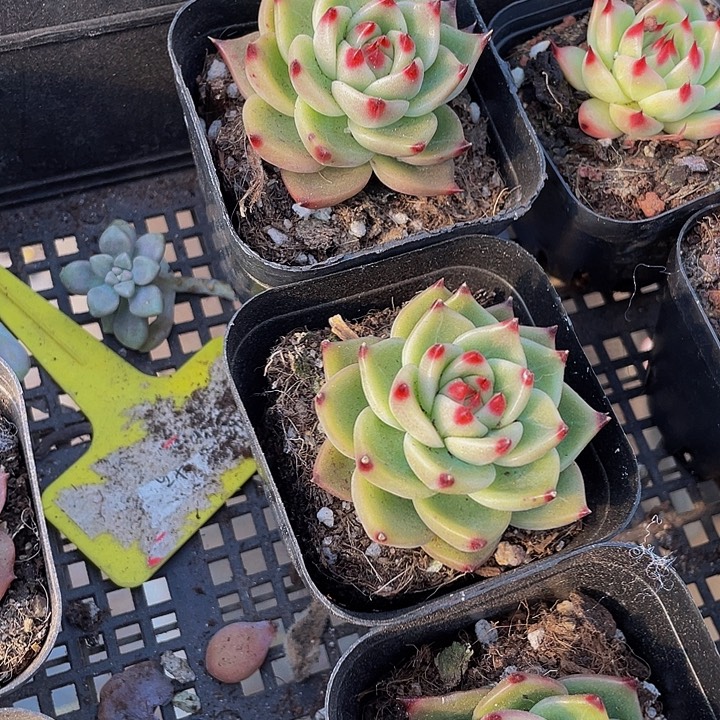 兰龙3.8带盆土发货