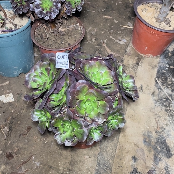 088魅金玫瑰多肉法师