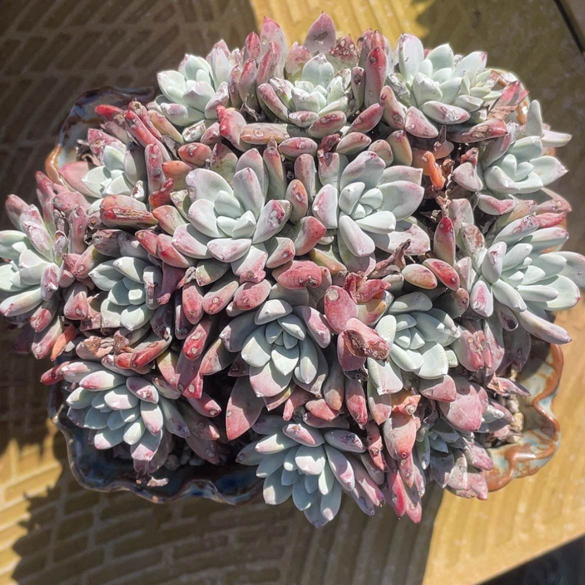 【闪购商品】泡芙杂交