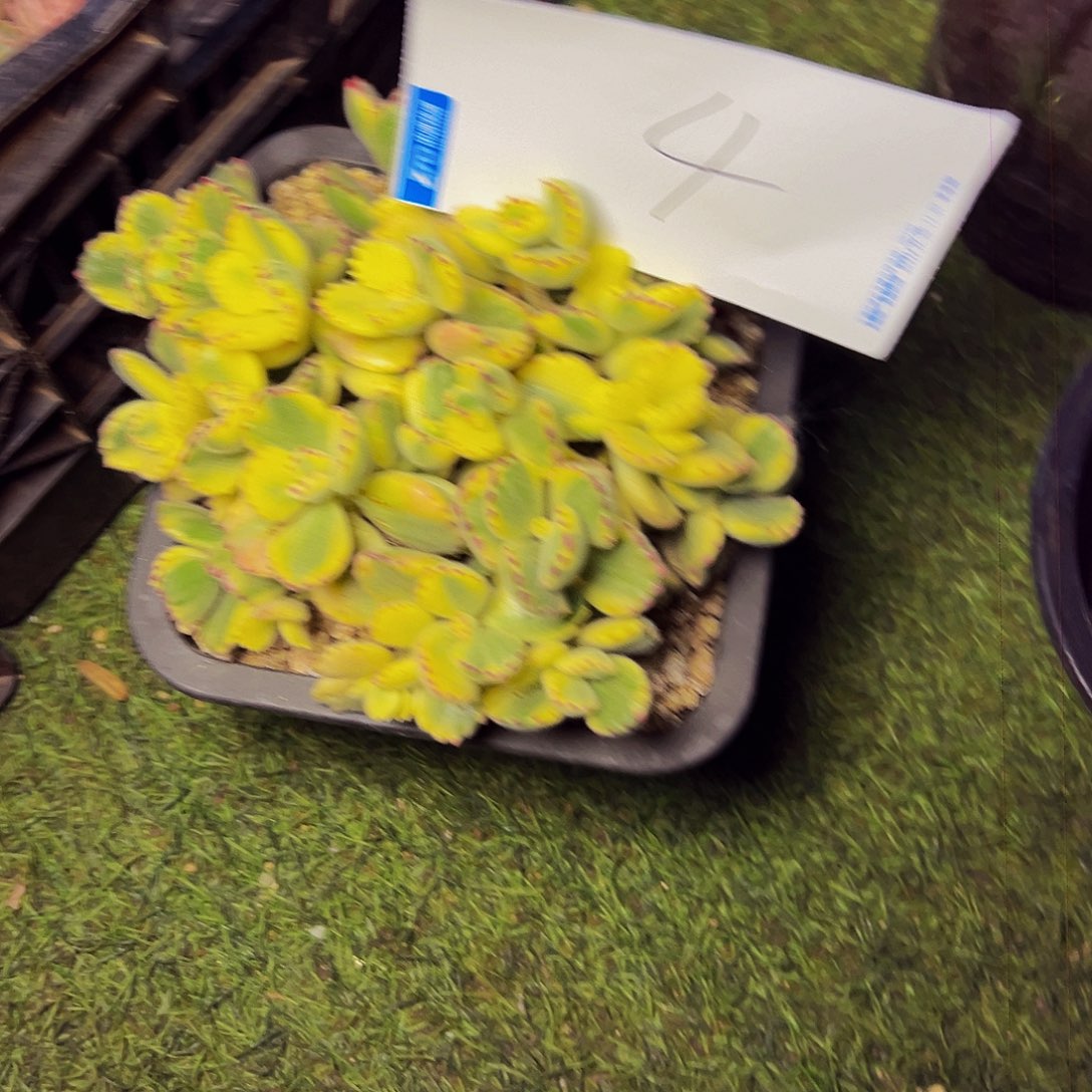 上***）4号一物一拍带盆物流