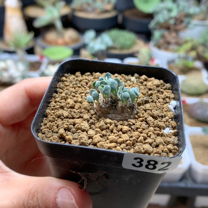 熔岩圆叶厚敦菊带盆382