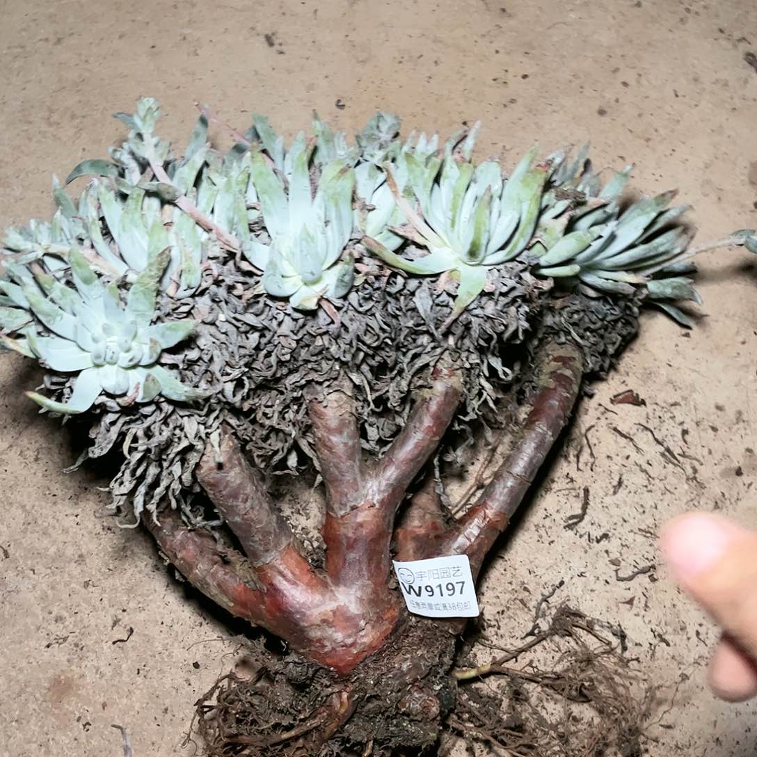 9197奥罗拉瑕疵多肉