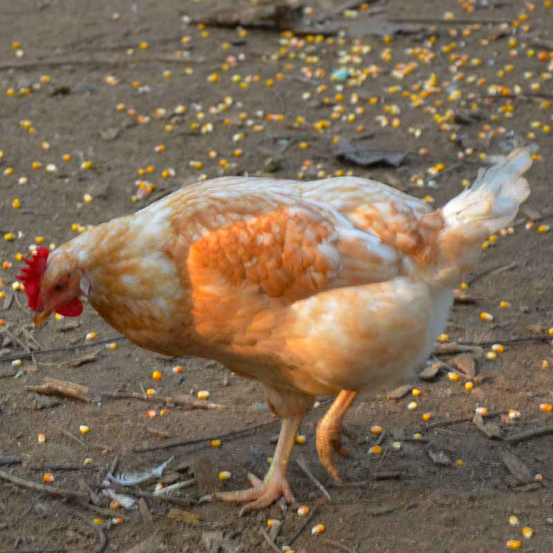 散养土鸡母鸡120天日龄 青年母鸡 散养跑山柴鸡溜达鸡 3-3.7左右