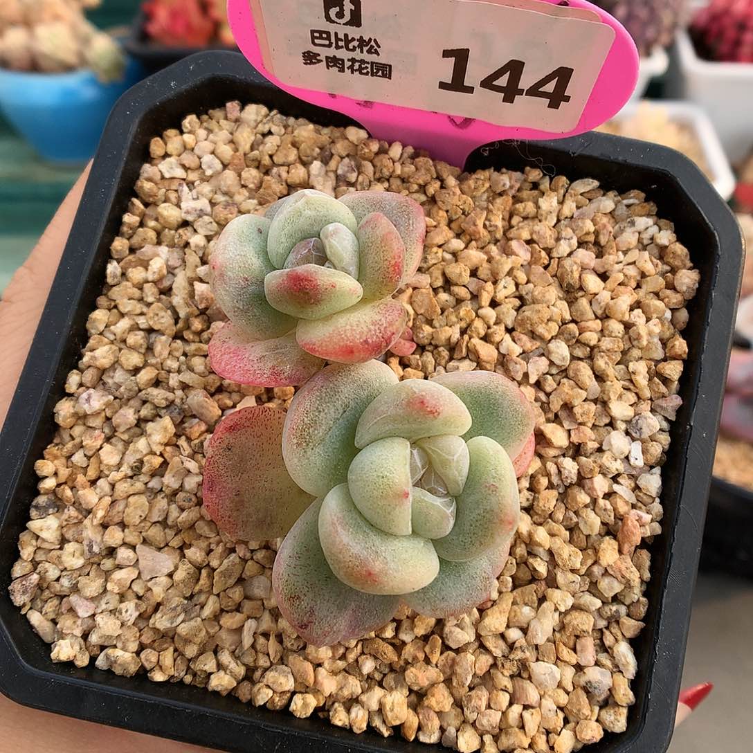 144双头异色心冰玉石化