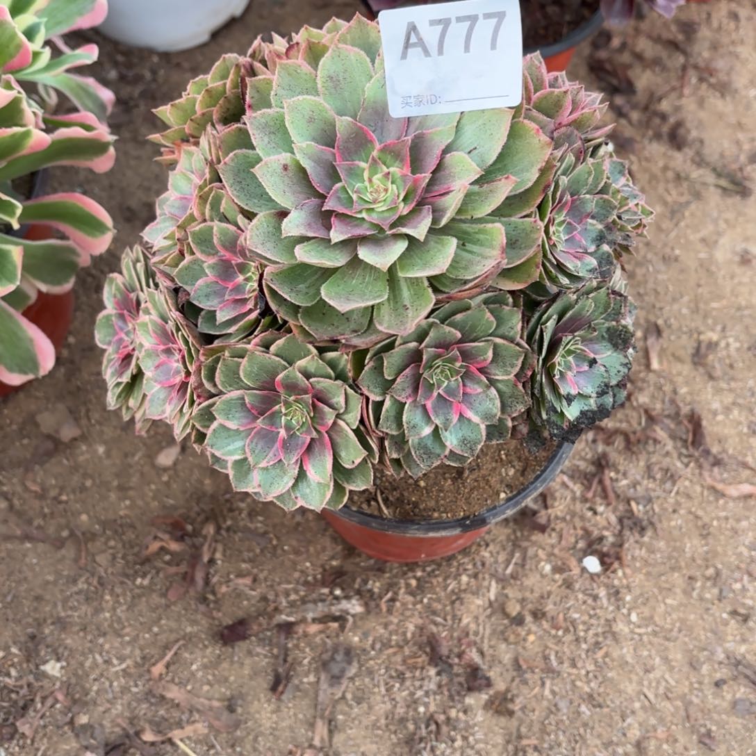 莲花座断枝不包777