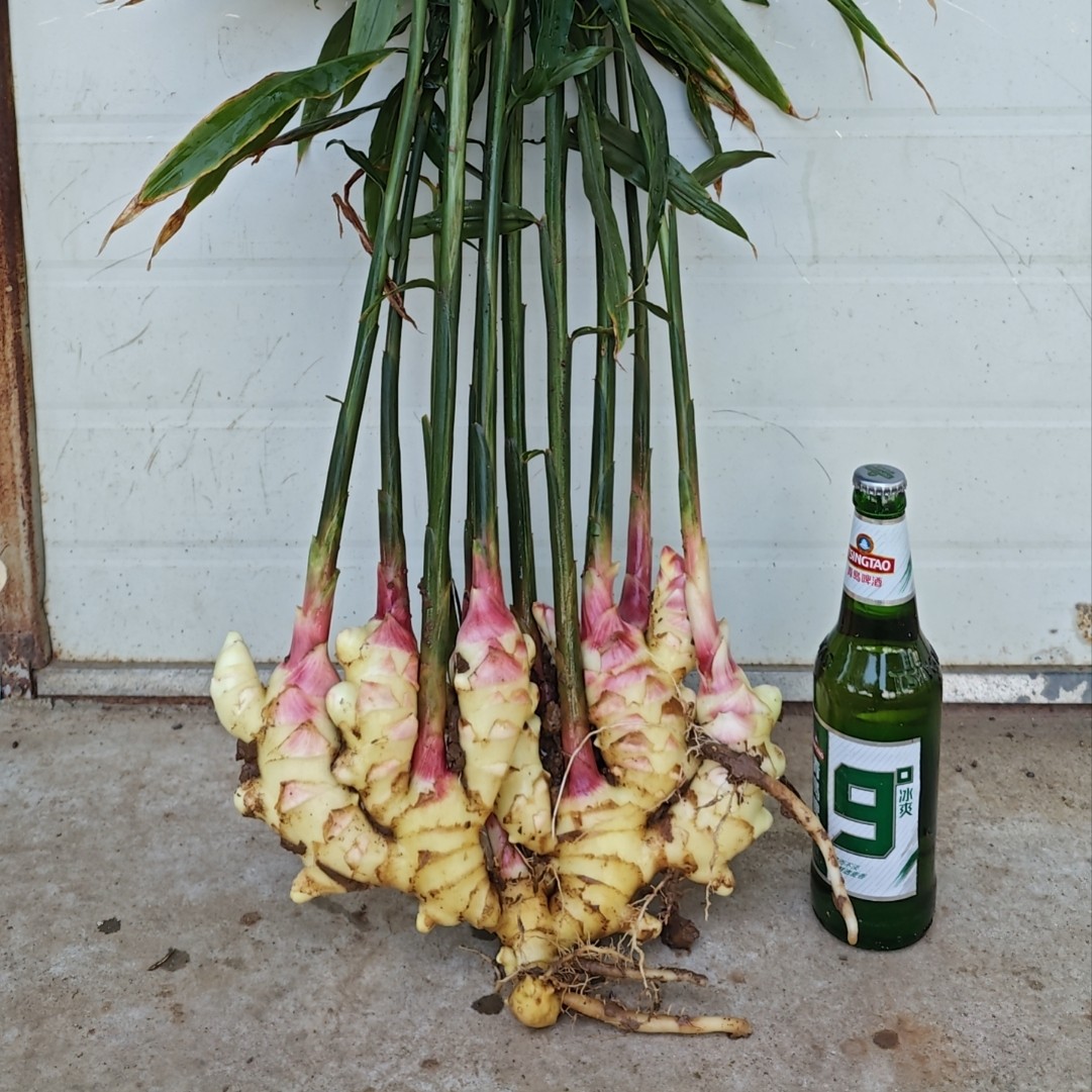 产地直销新鲜先挖嫩姜农家自种红芽姜可腌制泡菜糖醋泡姜时令蔬菜
