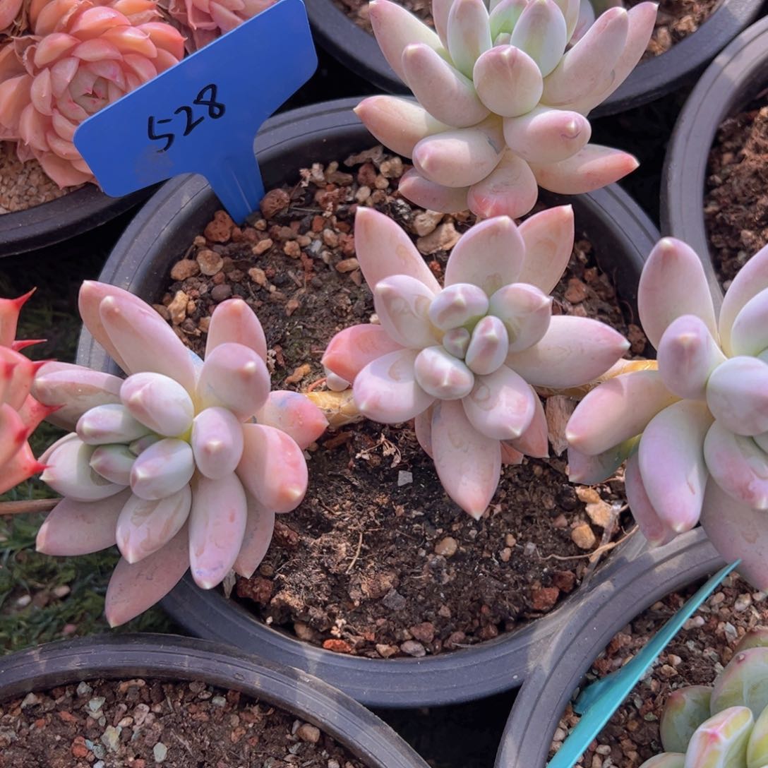 香玉的故事是一个人的故事吗