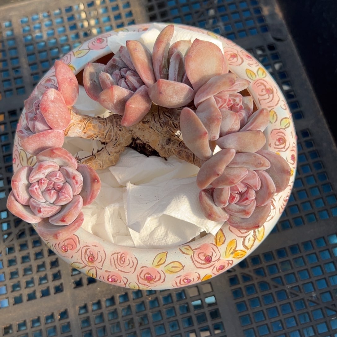 好***1精品多肉一物一拍