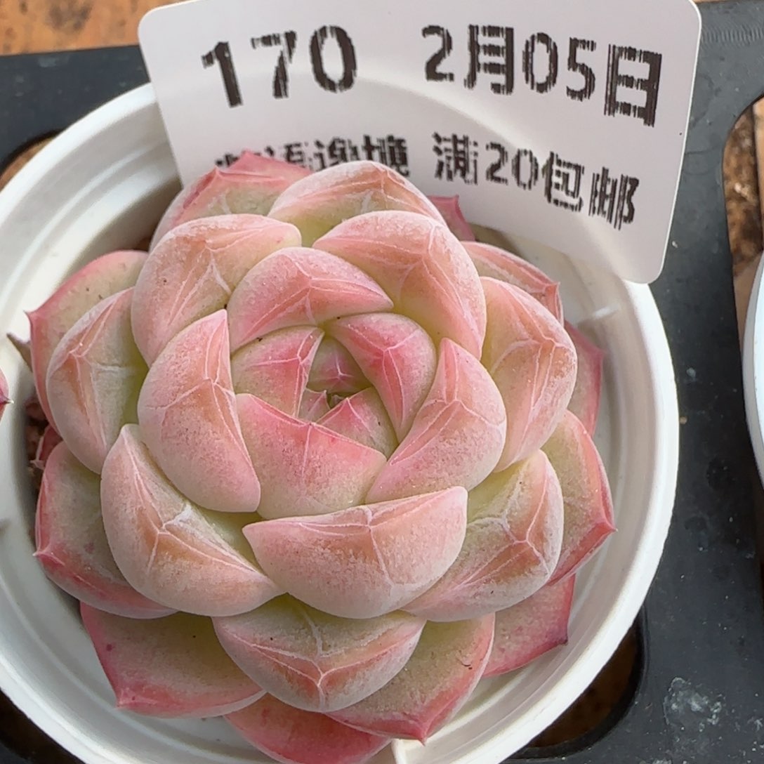 花语逸镜0205-170