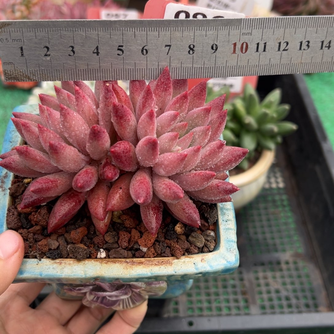 表妹精品多肉植物096.