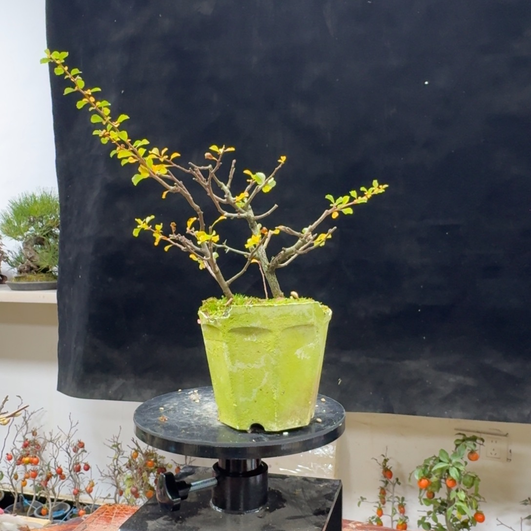 綪***鉺无花朵287顺丰到付不包邮