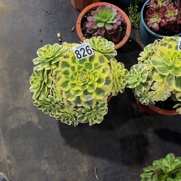 00000000000000000826绿豆沙