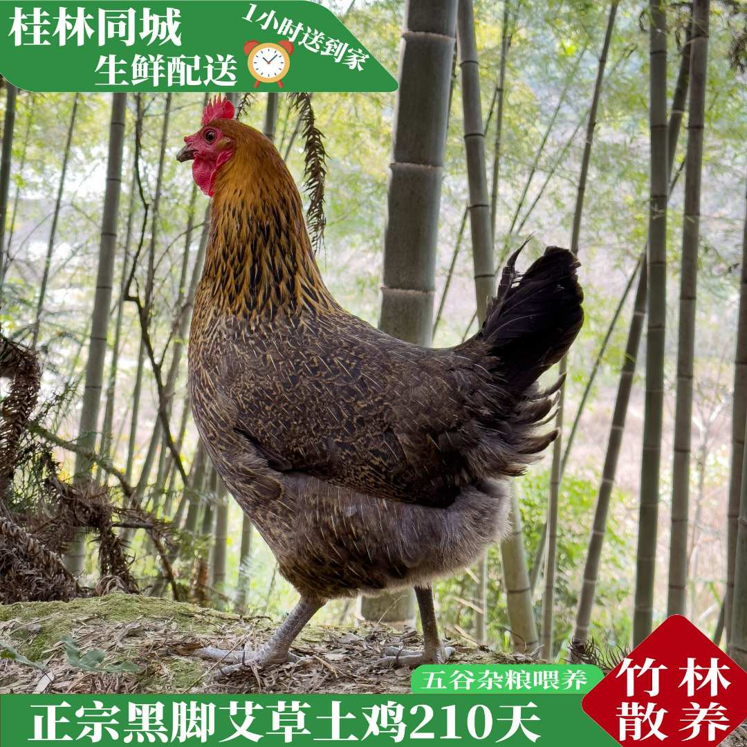 竹林散养艾草土母鸡/养足210天/散养走地鸡黑脚细脚毛重3斤左右
