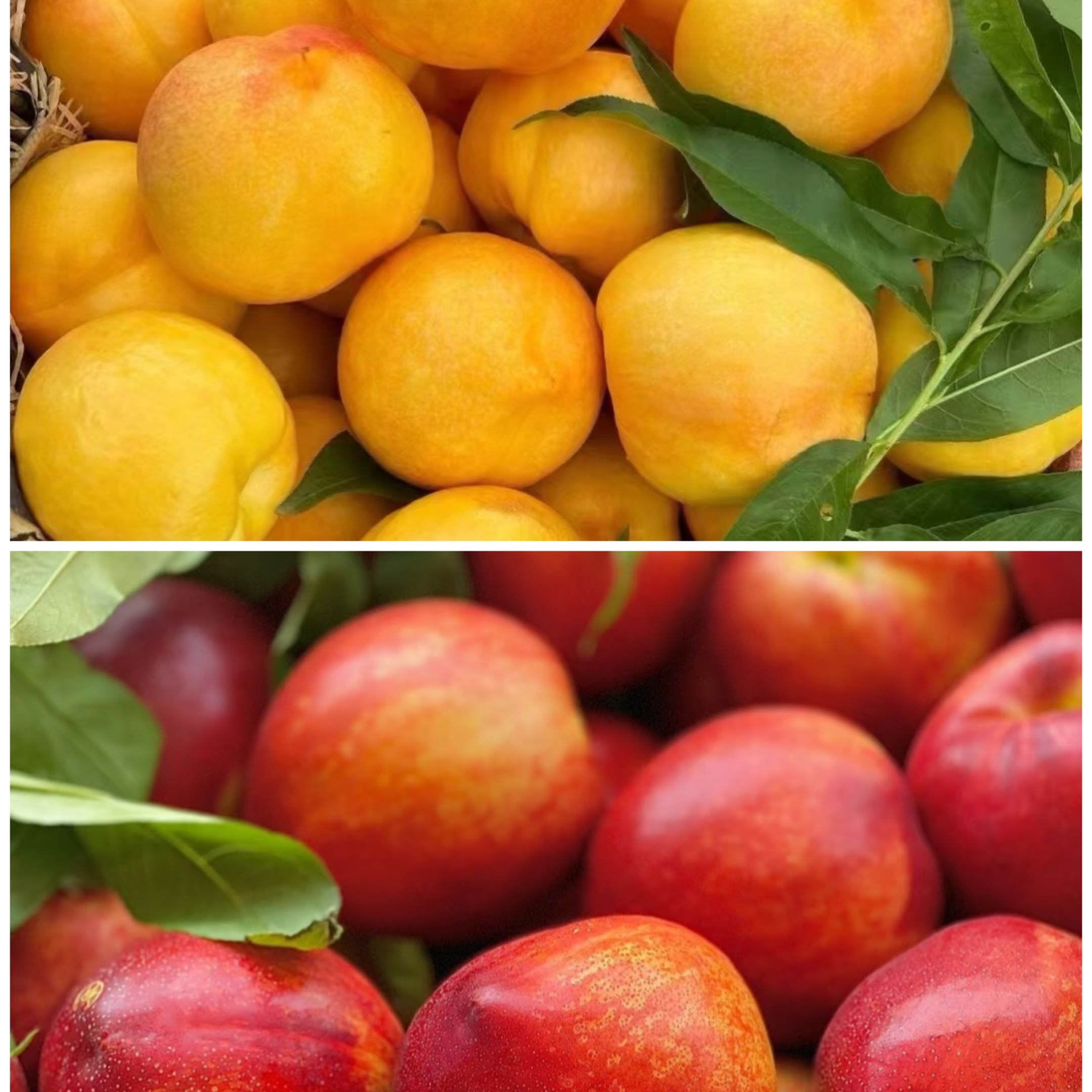 【澳优黄或红油桃】北京平谷 3斤5斤 顺丰包邮现摘现发水果同城送水果同城送北京市