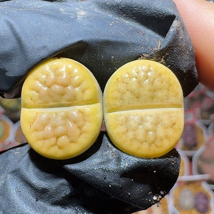 生石花1111212。  130