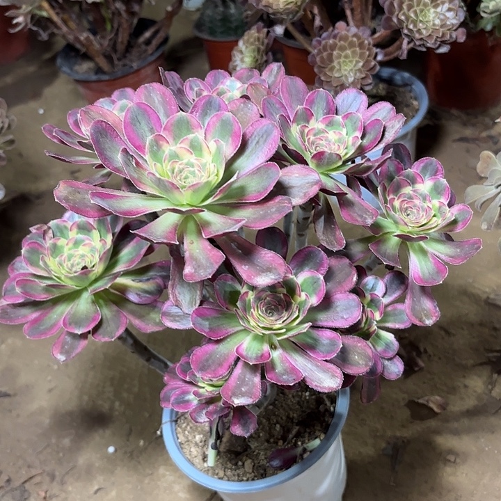 多肉植物法师冰激凌2
