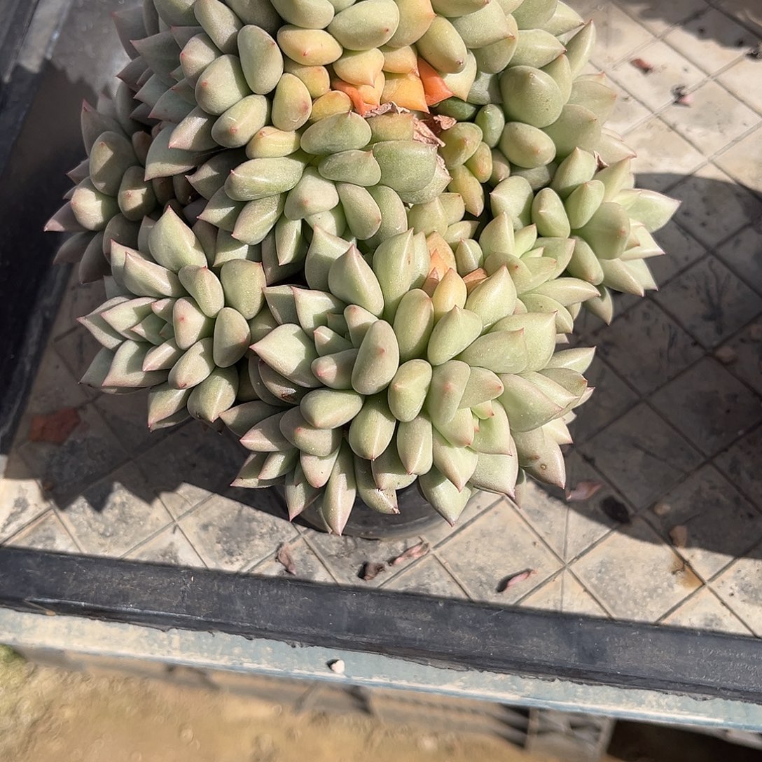 天***语黄金象牙群生多肉植物