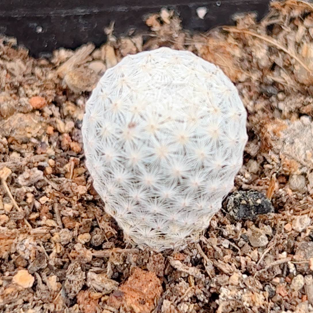 实生 白鸟仙人球