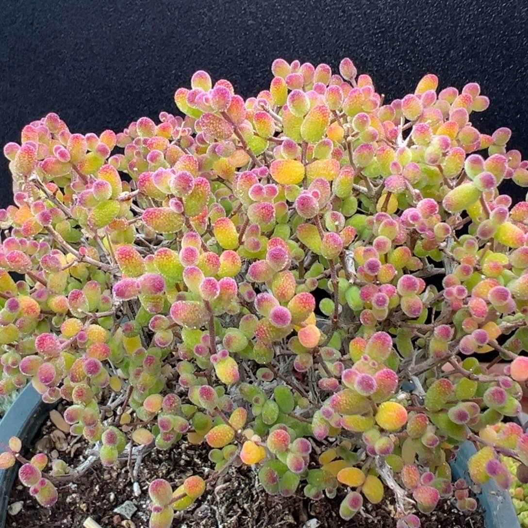 dy5645大老桩糖球白糊斑锦冠幅11cm