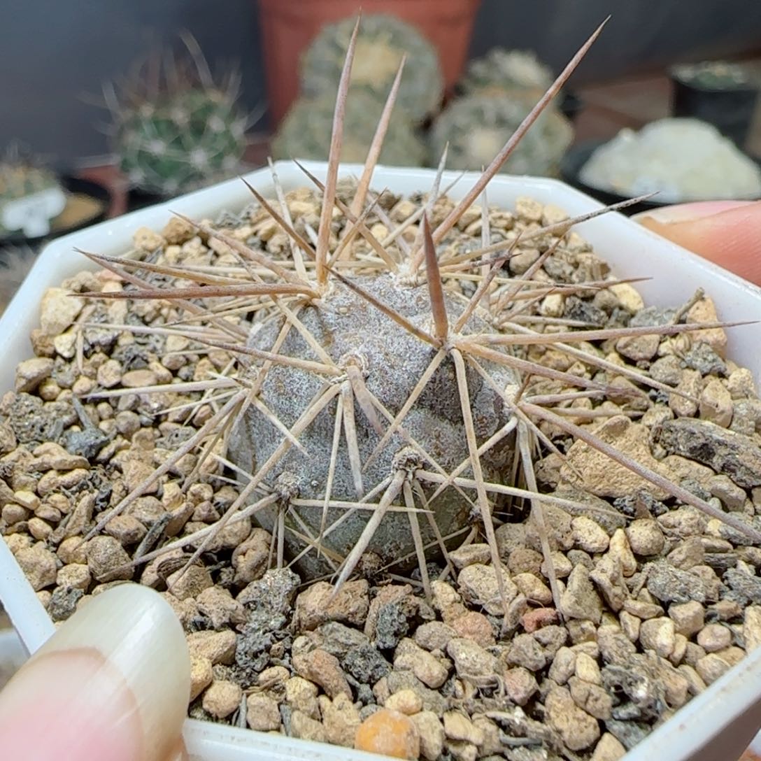 原地习志野侧芽自根多肉