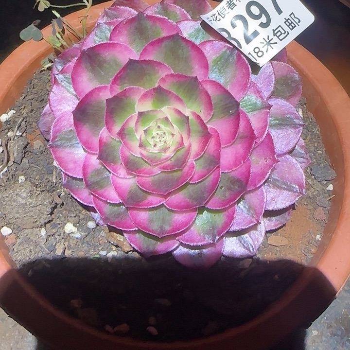 多肉法师淘宝福利