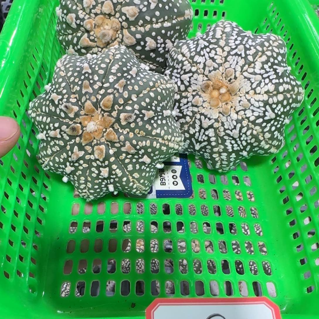无花朵第五组3个福利海星