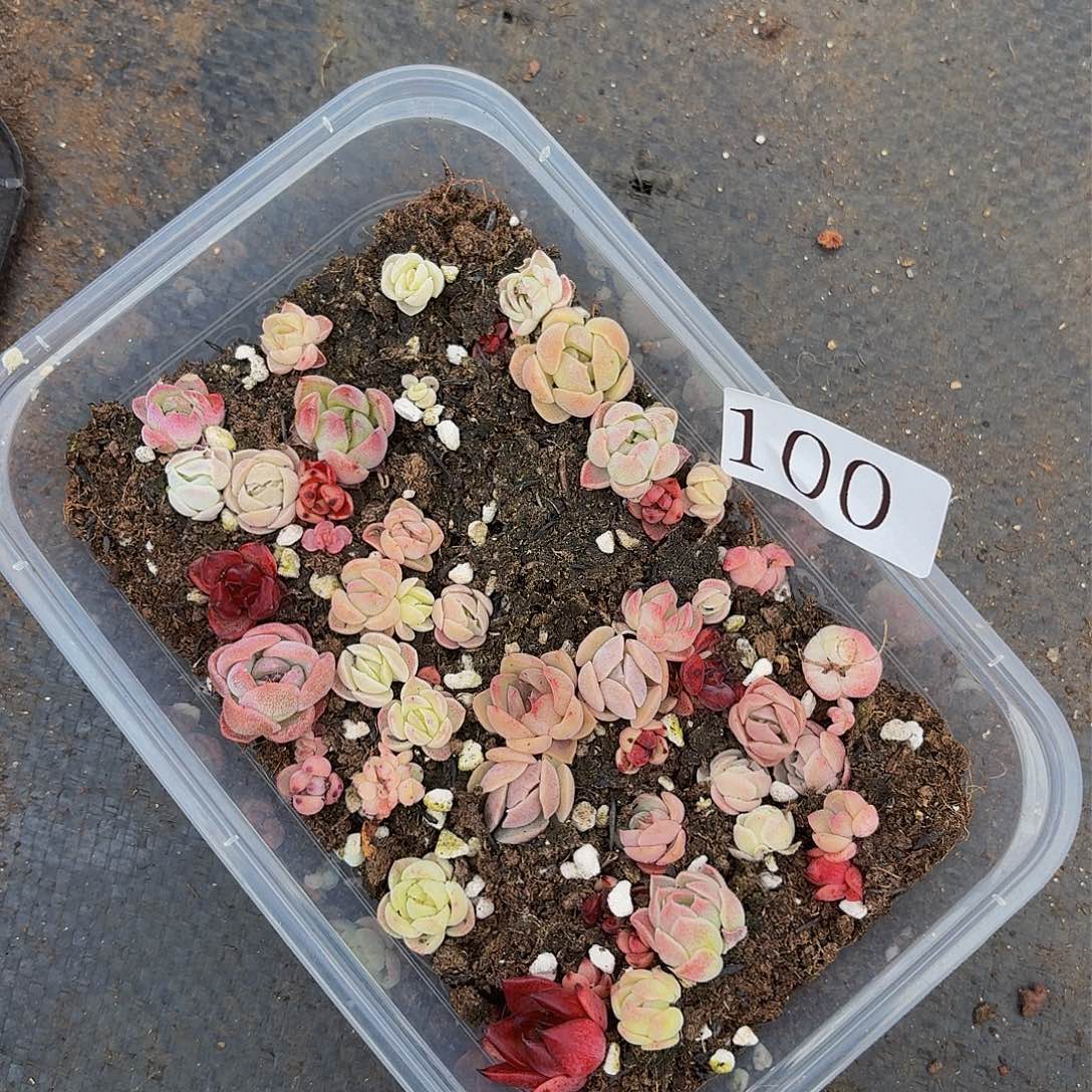 多肉植物多肉植物100