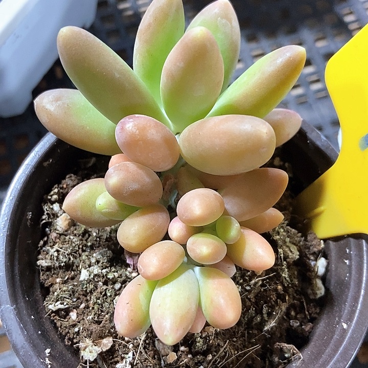 多肉植物金蟾941
