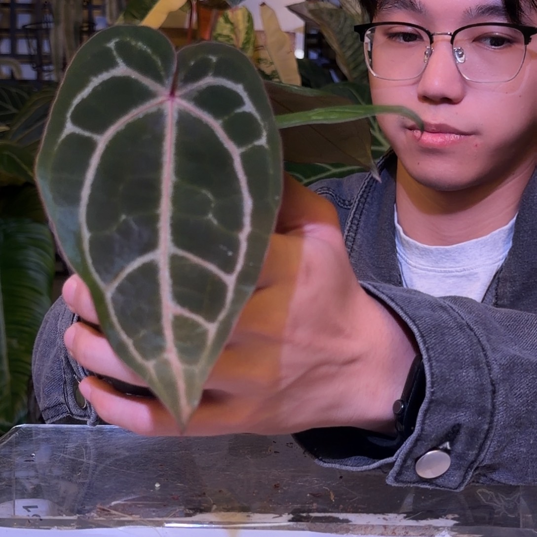 完全开放F658 籽播红水晶