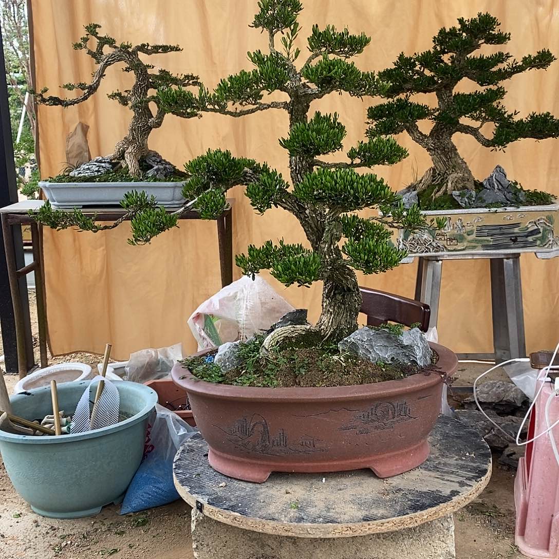 当前无花朵，栽培后可花朵