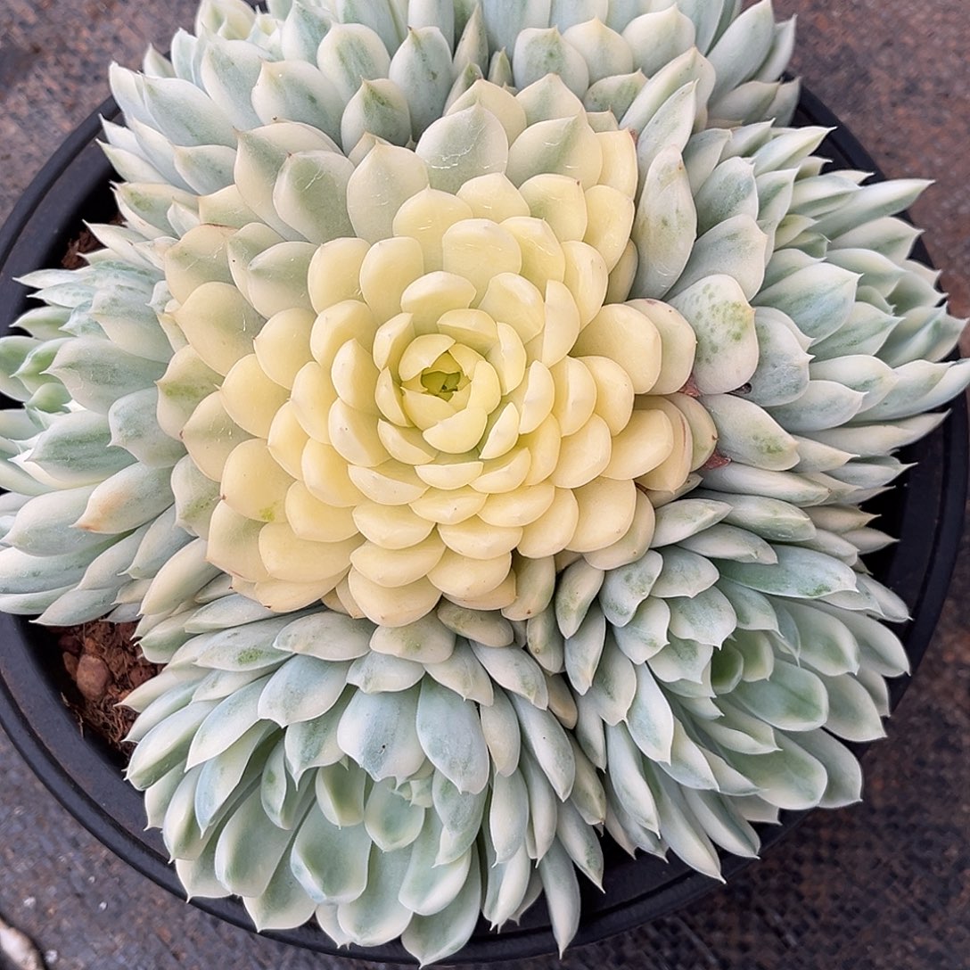 森***＊程成多肉植物香草月影锦