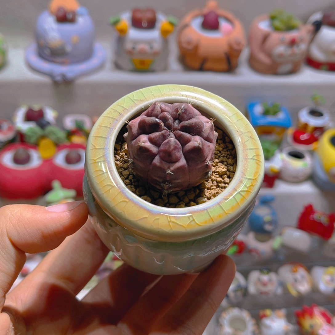 026梦想仙人球带盆土一套38