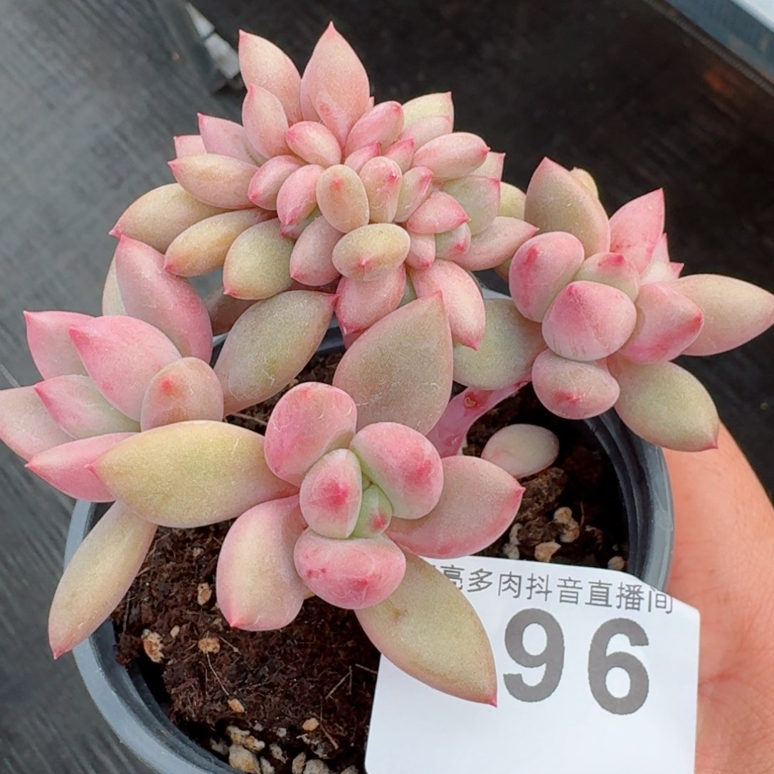 桃花源缀化         精品多肉