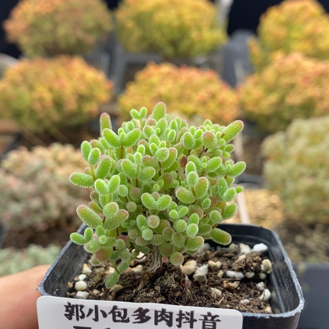 蜜橘糖球1546枝干番杏