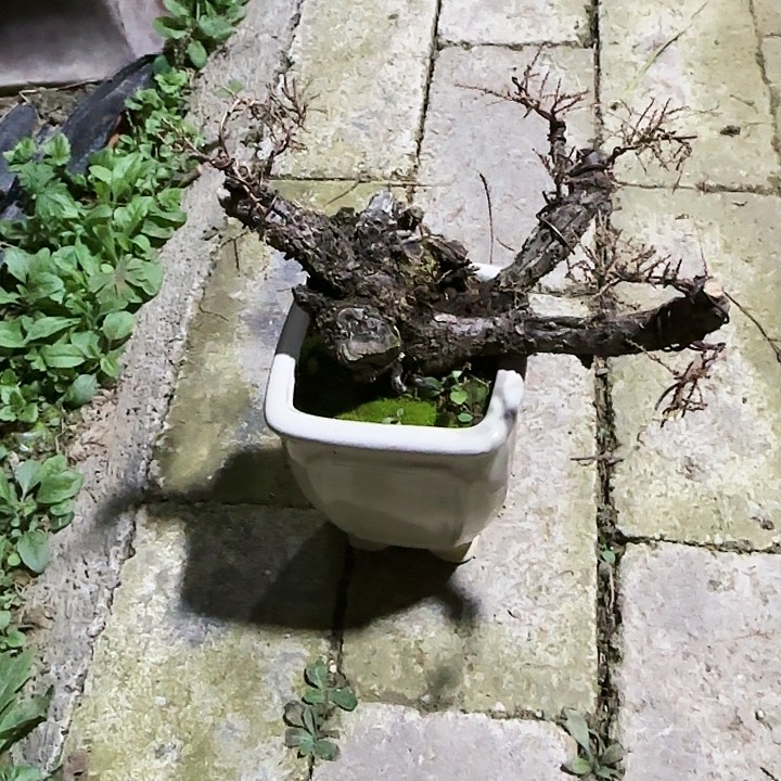 红陶小*粒d g h n n m