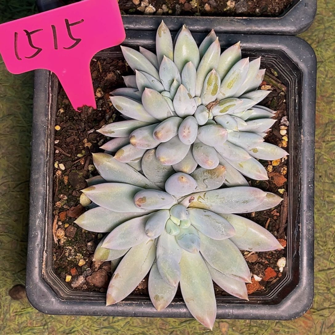 1515号晚上多肉植物群生多肉