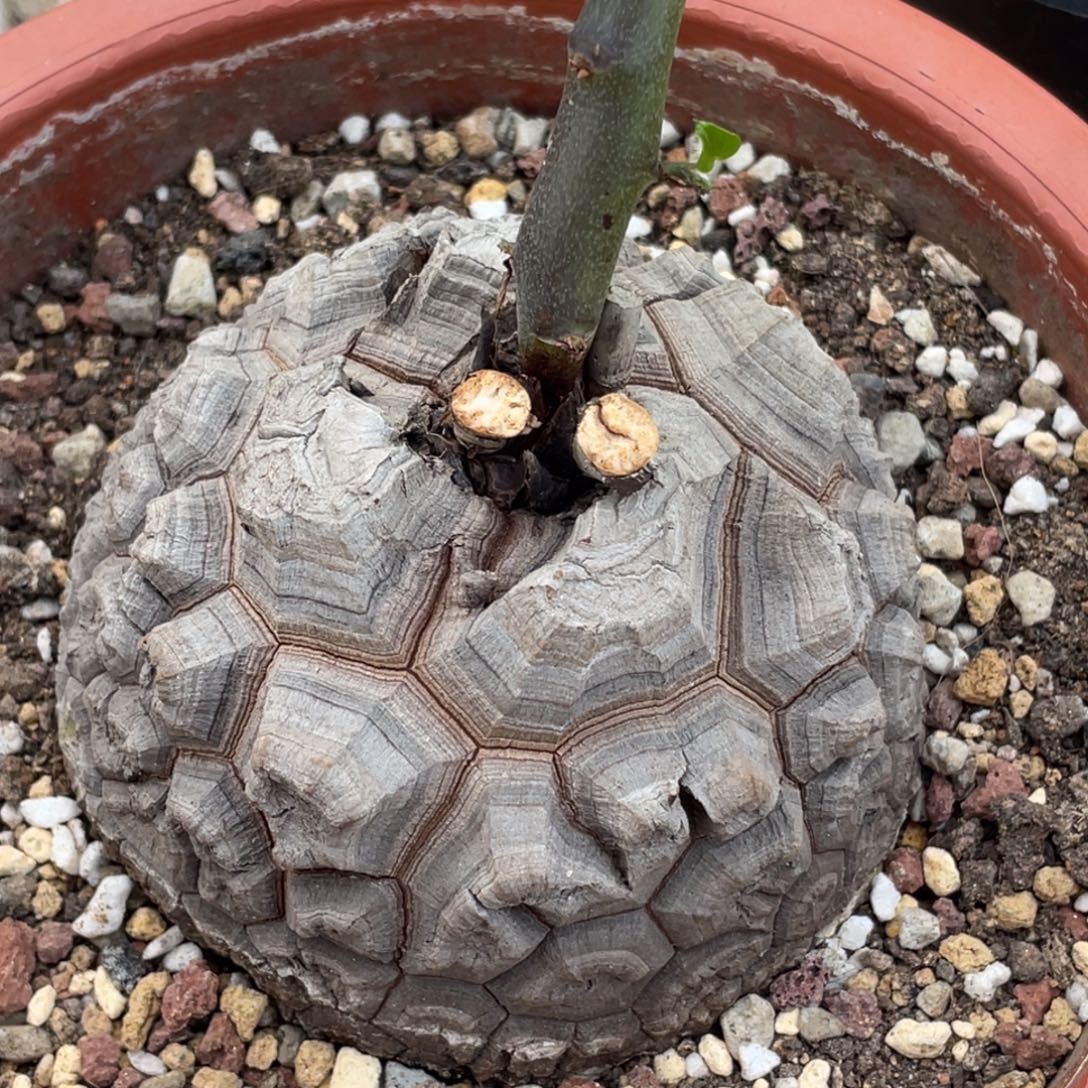 盆栽，龟甲龙10.5公分