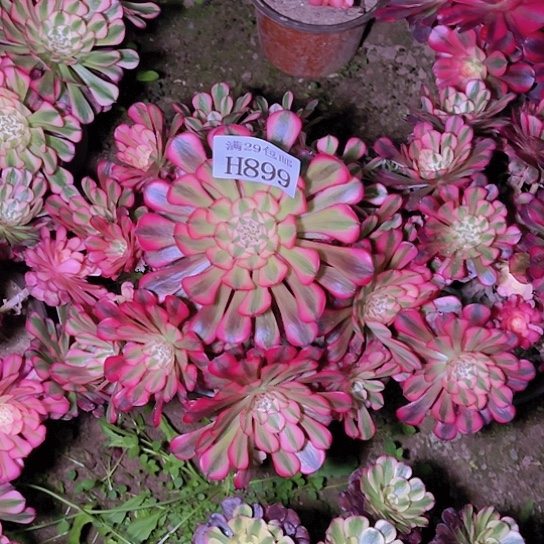 899红铜白多肉植物