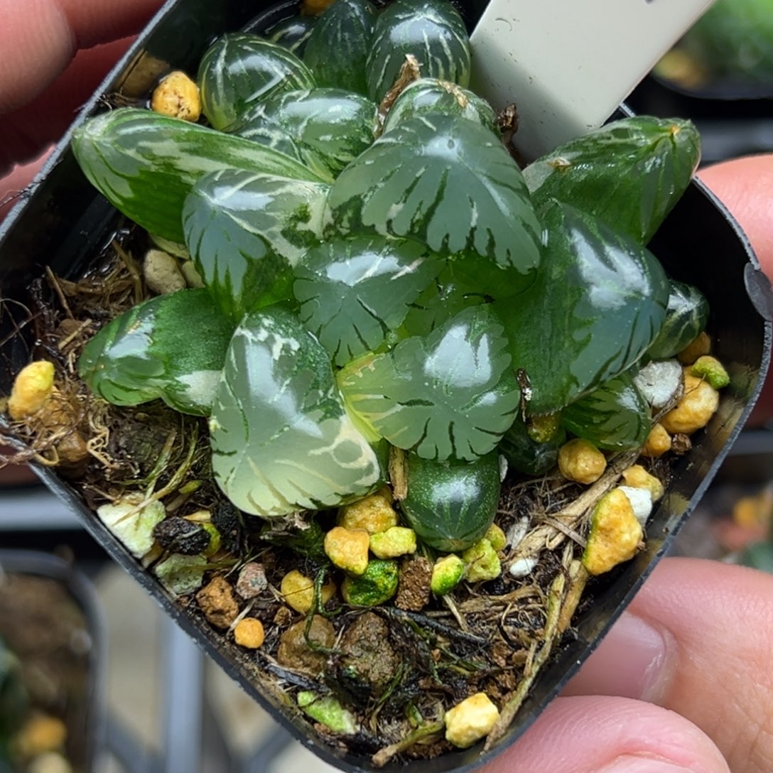 34大窗双头冰灯玉露锦一物一拍