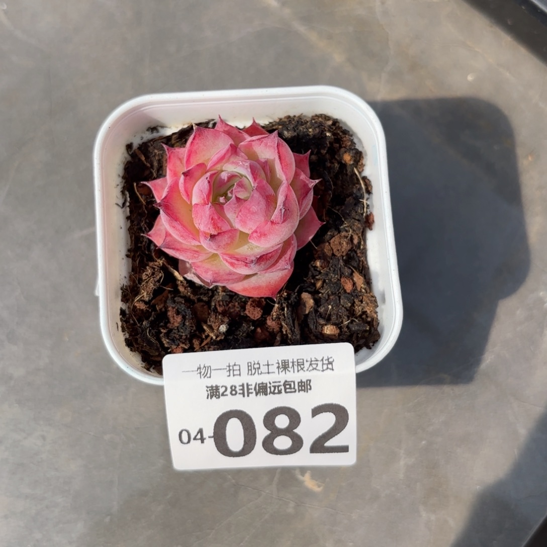 侧影单头多肉多肉