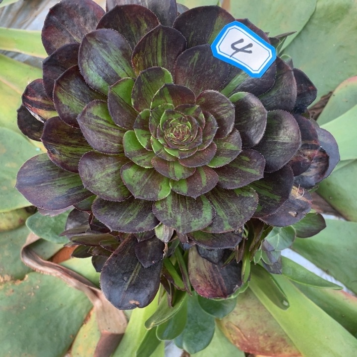 红陶4花月夜法师锦锦锦